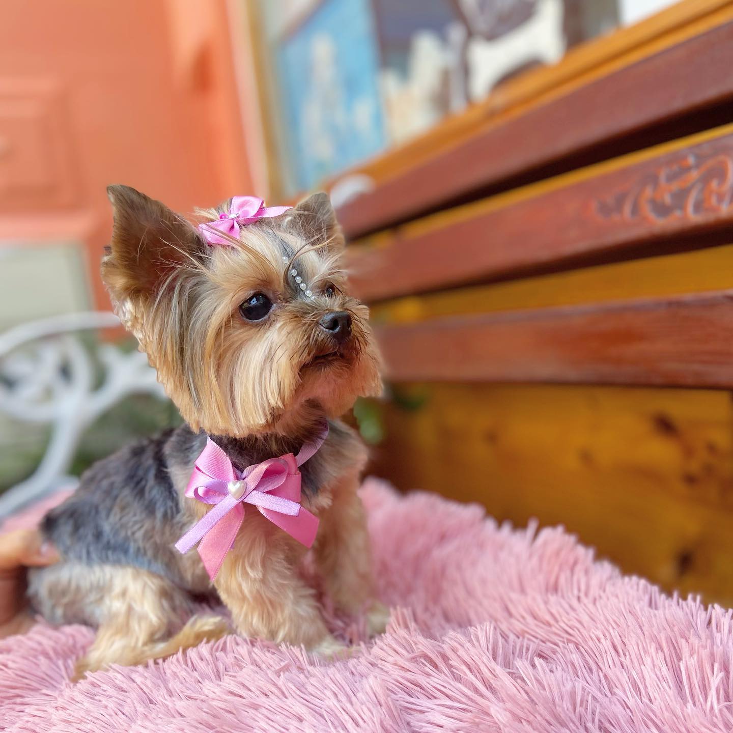 Yorkshire Terrier