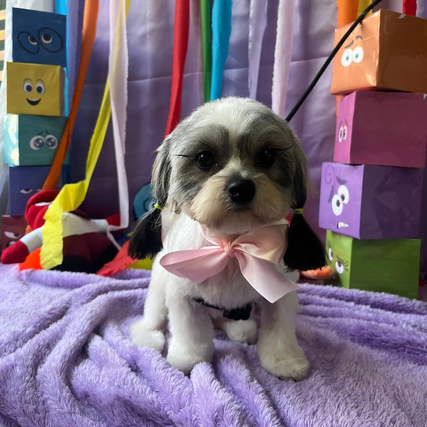 Perrito feliz después del grooming en Spa Peluditos